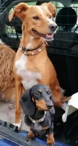 'Mijn honden zijn mijn visitekaartje'