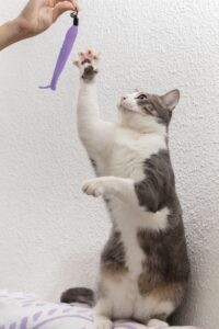 Kat nagels scherp nagels knippen